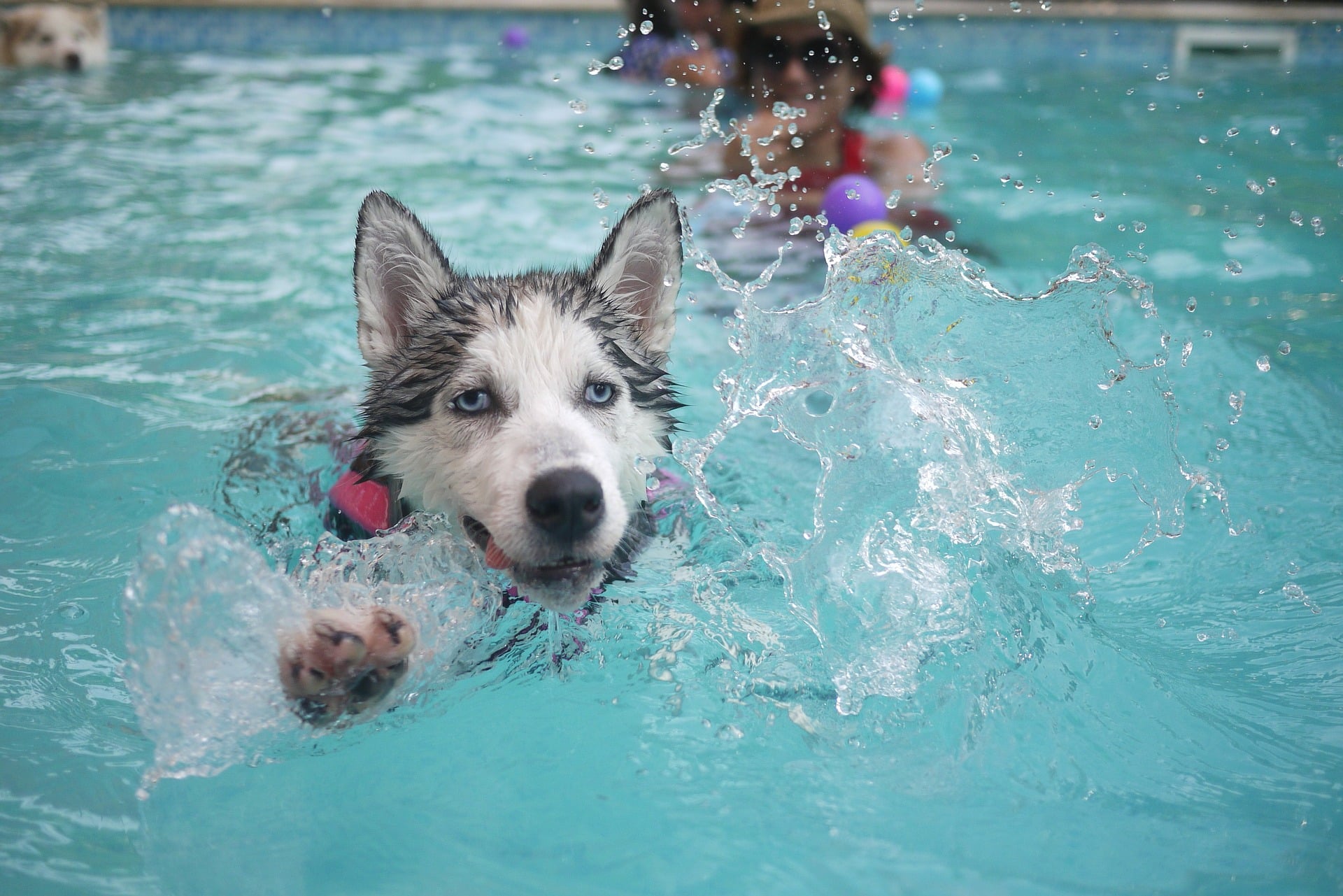 chien-piscine